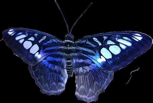 A blue clipper butterfly with white spots and dark veins, wings spread
