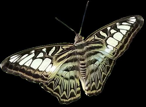 A clipper butterfly with pale green and black patterned wings, viewed from above