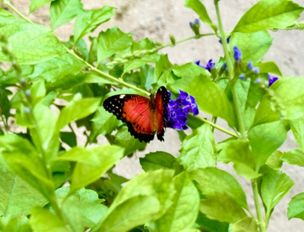 An orange-red butterfly resting on purple blossoms among green leaves