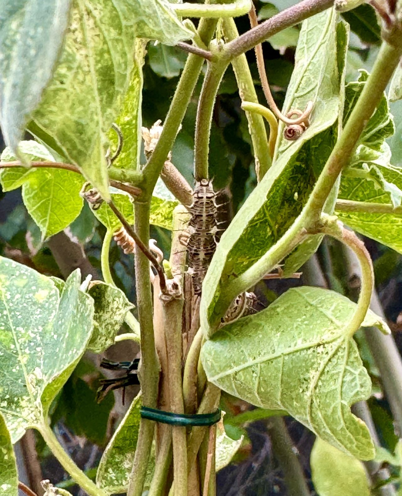 A chrysalis hanging from a green stem, tied to a stake in a garden