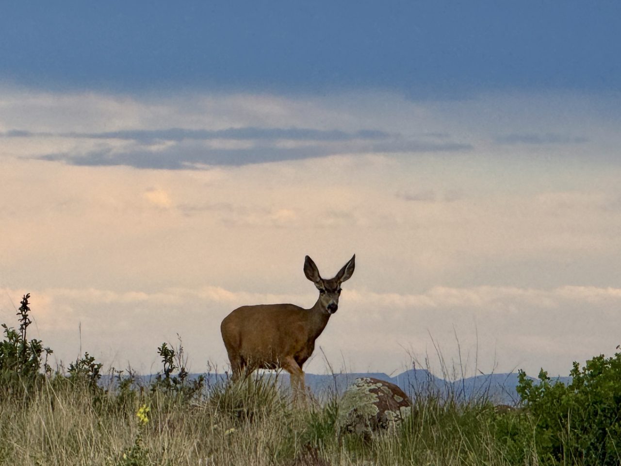 A deer standing in tall grass at dusk, looking toward the camera