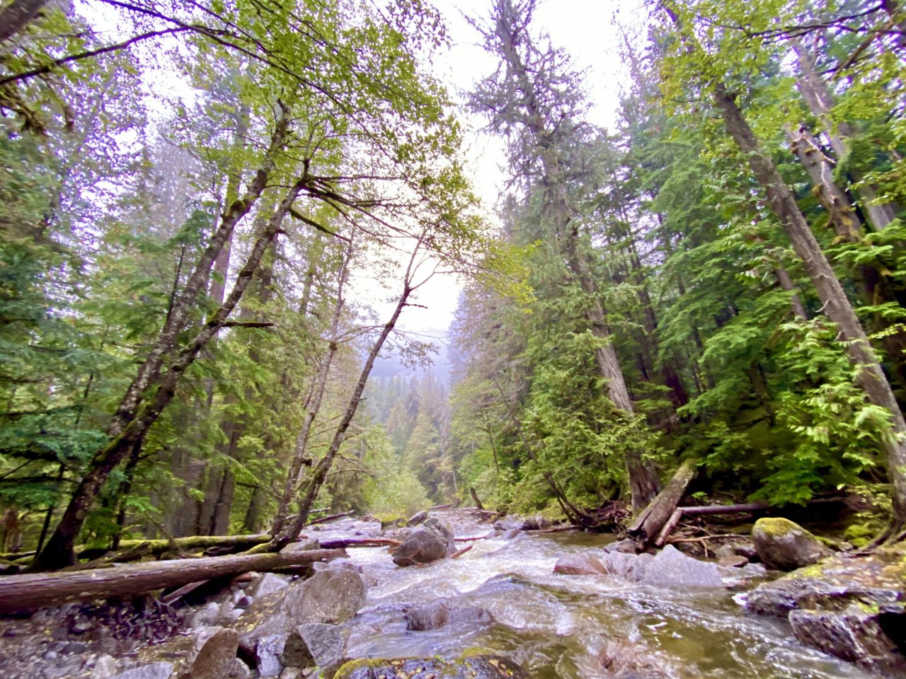 A creek running over rocks through a misty evergreen forest
