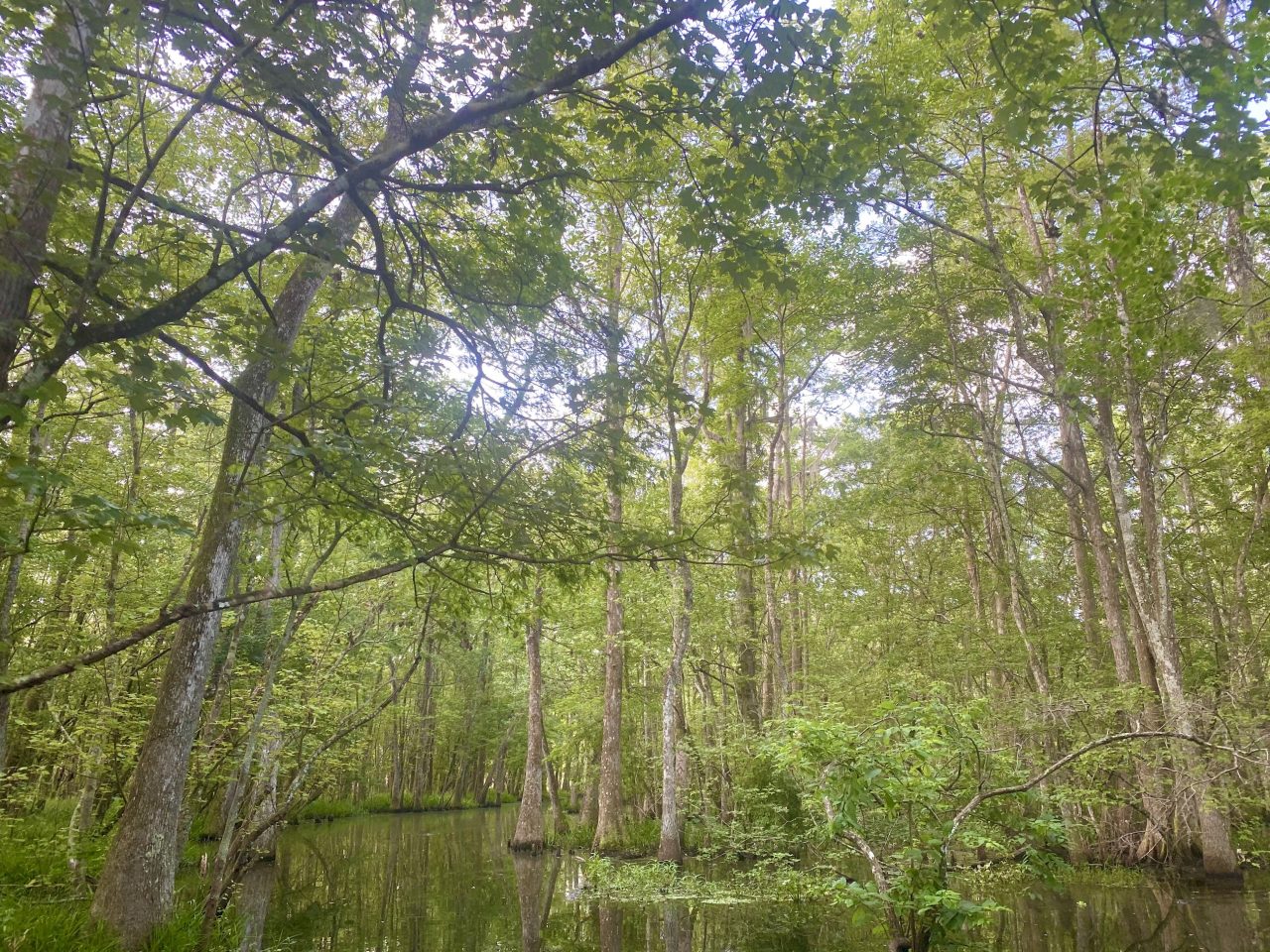 Slender trees and ferns in a bright green wood