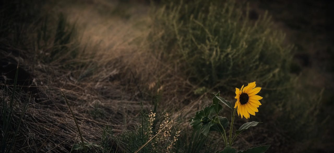A single yellow sunflower blooming in a field of dry grass and shrubs