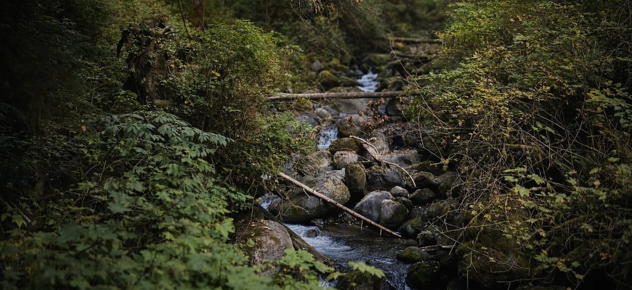 A small creek tumbling over mossy rocks and fallen branches between leafy banks