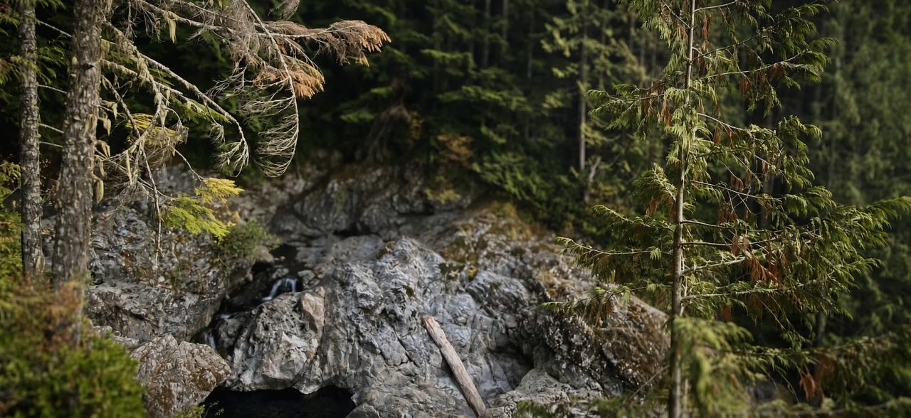Grey boulders and a fallen log in a creek gorge, evergreen branches in the foreground