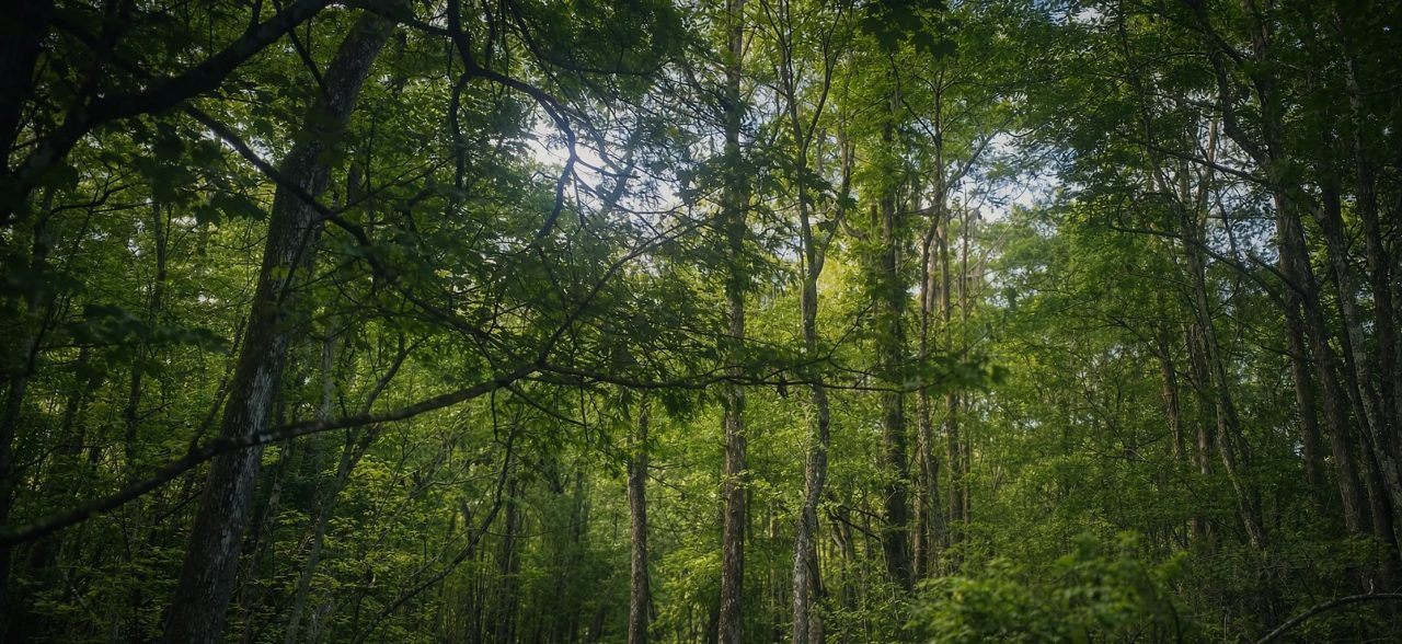 Sunlight through a green canopy of leafy trees, slender trunks and branches crossing