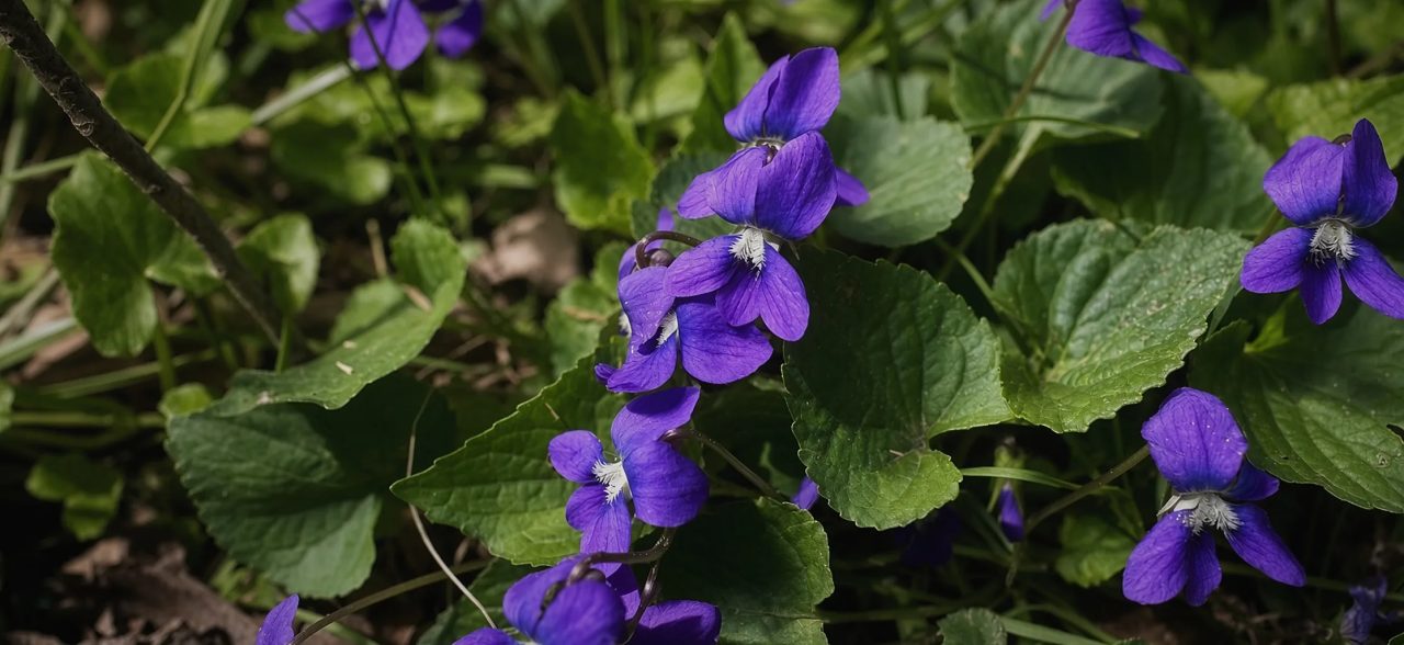 Purple violets in bloom among round green leaves on a forest floor