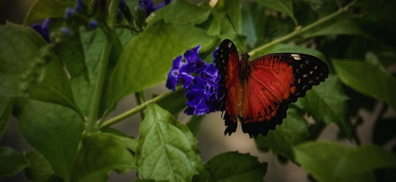 A red and black butterfly resting on a purple flower cluster among green leaves