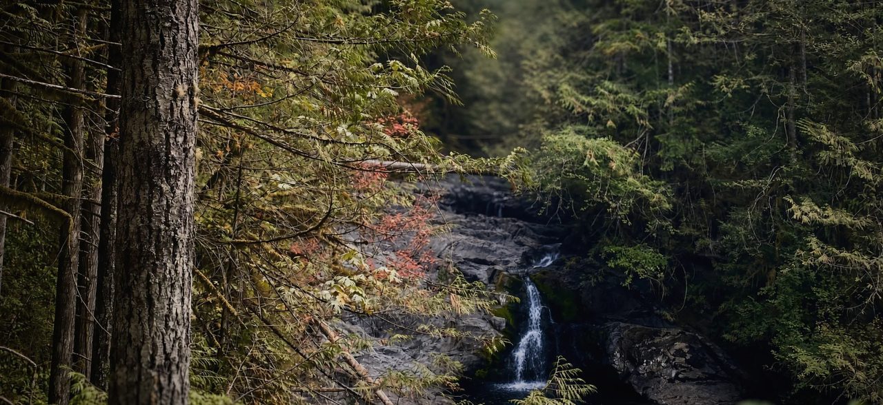 A narrow waterfall dropping over dark rock, framed by fir trunks and reddening maple leaves