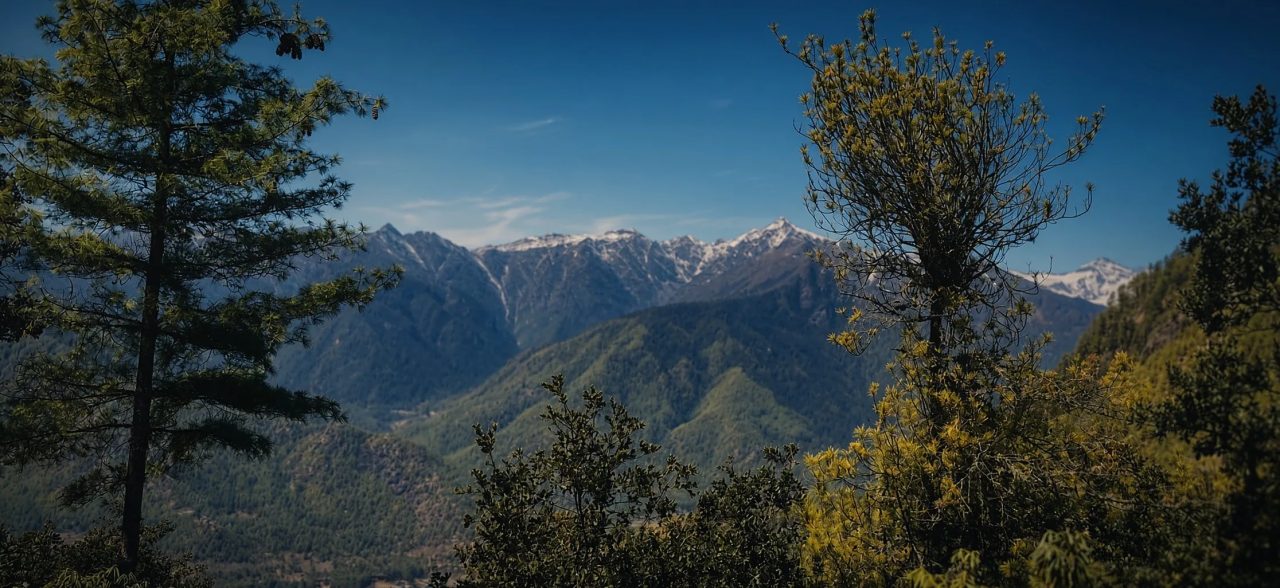 Snow-capped mountain ridge seen through pine branches under a clear blue sky