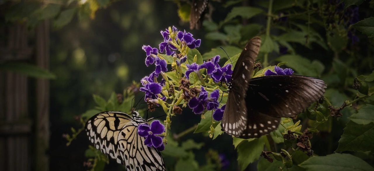 A white and black butterfly and a dark butterfly feeding on purple blossoms