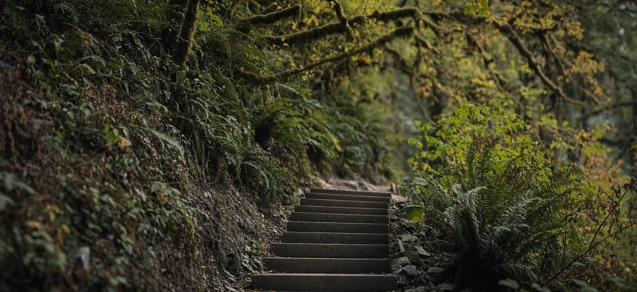 Stone steps climbing a forest trail between a mossy bank and ferns