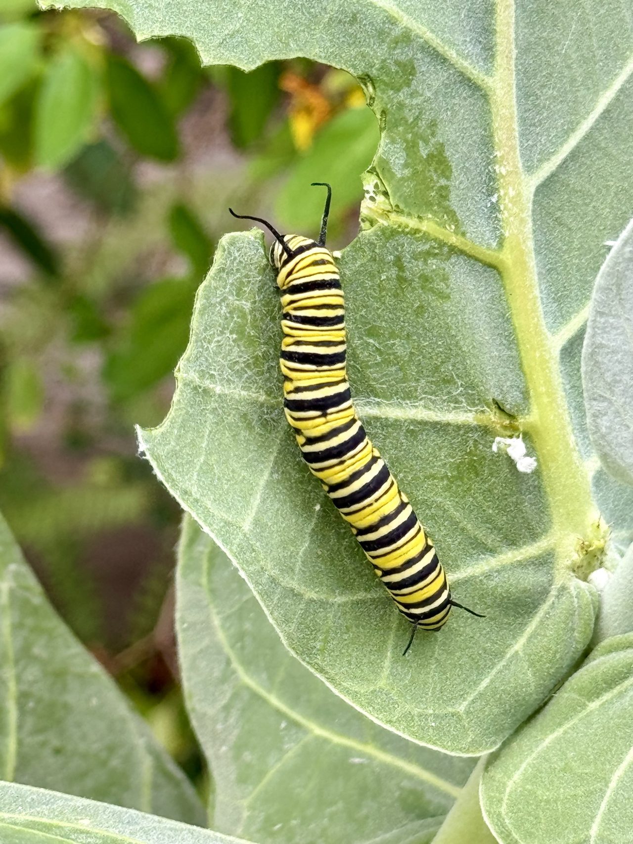 A striped monarch caterpillar on a broad green leaf