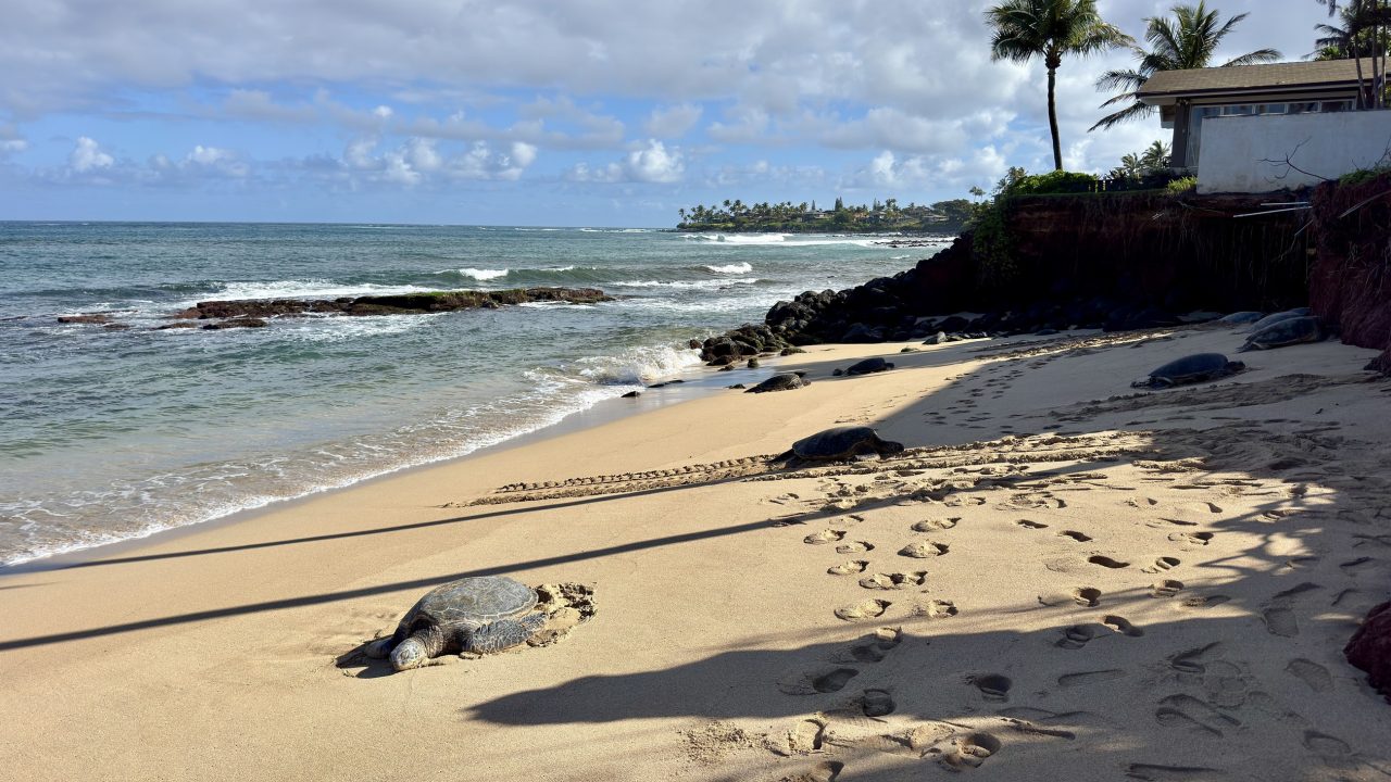 Surf rolling onto a sandy beach beside dark rocks, with trees above the shore