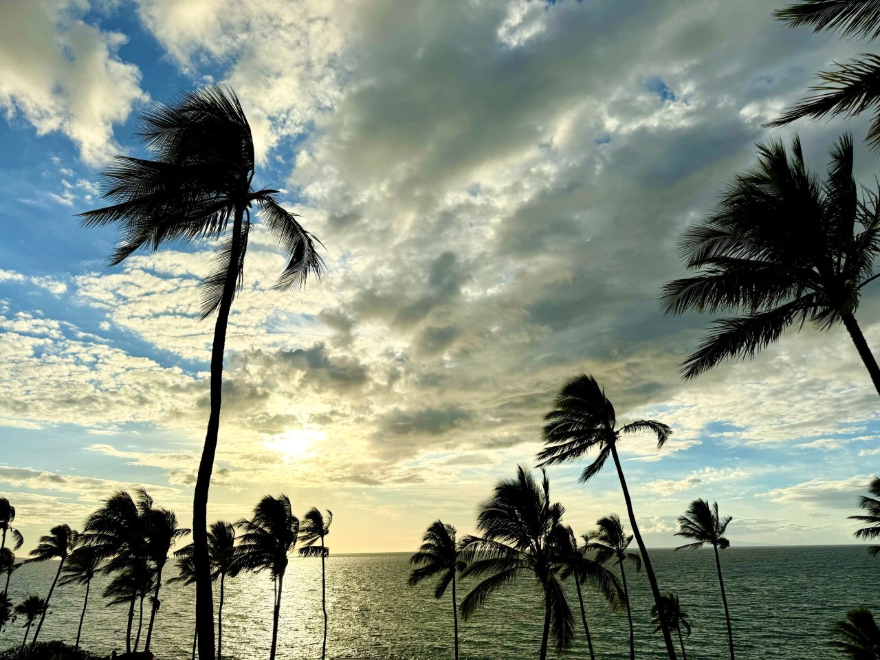 Palm trees bending in the wind against a bright, cloud-streaked sky
