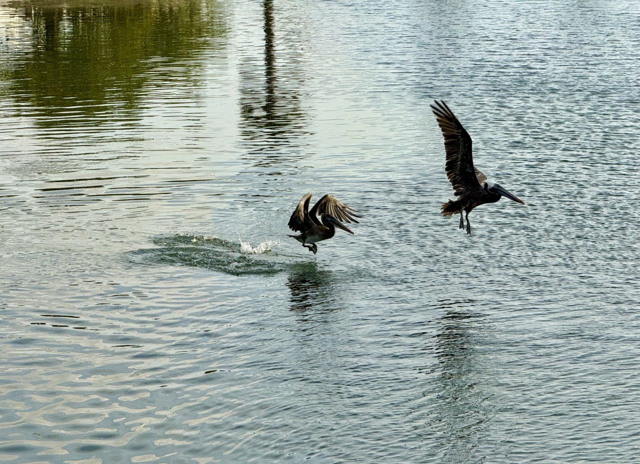 Two pelicans landing on still water near a green shoreline