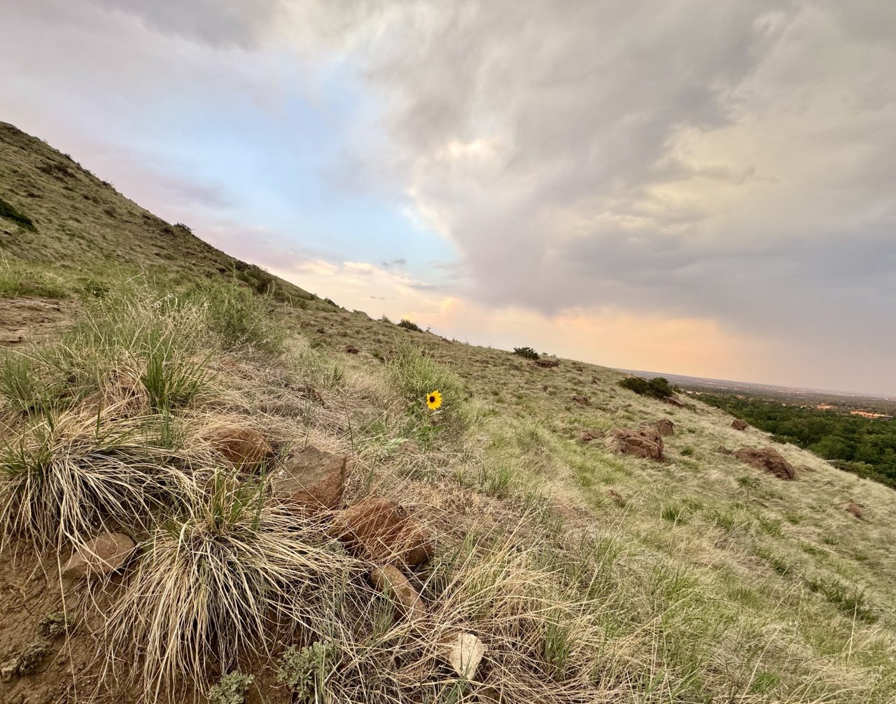 A grassy hillside at dusk under a soft pink and grey sky