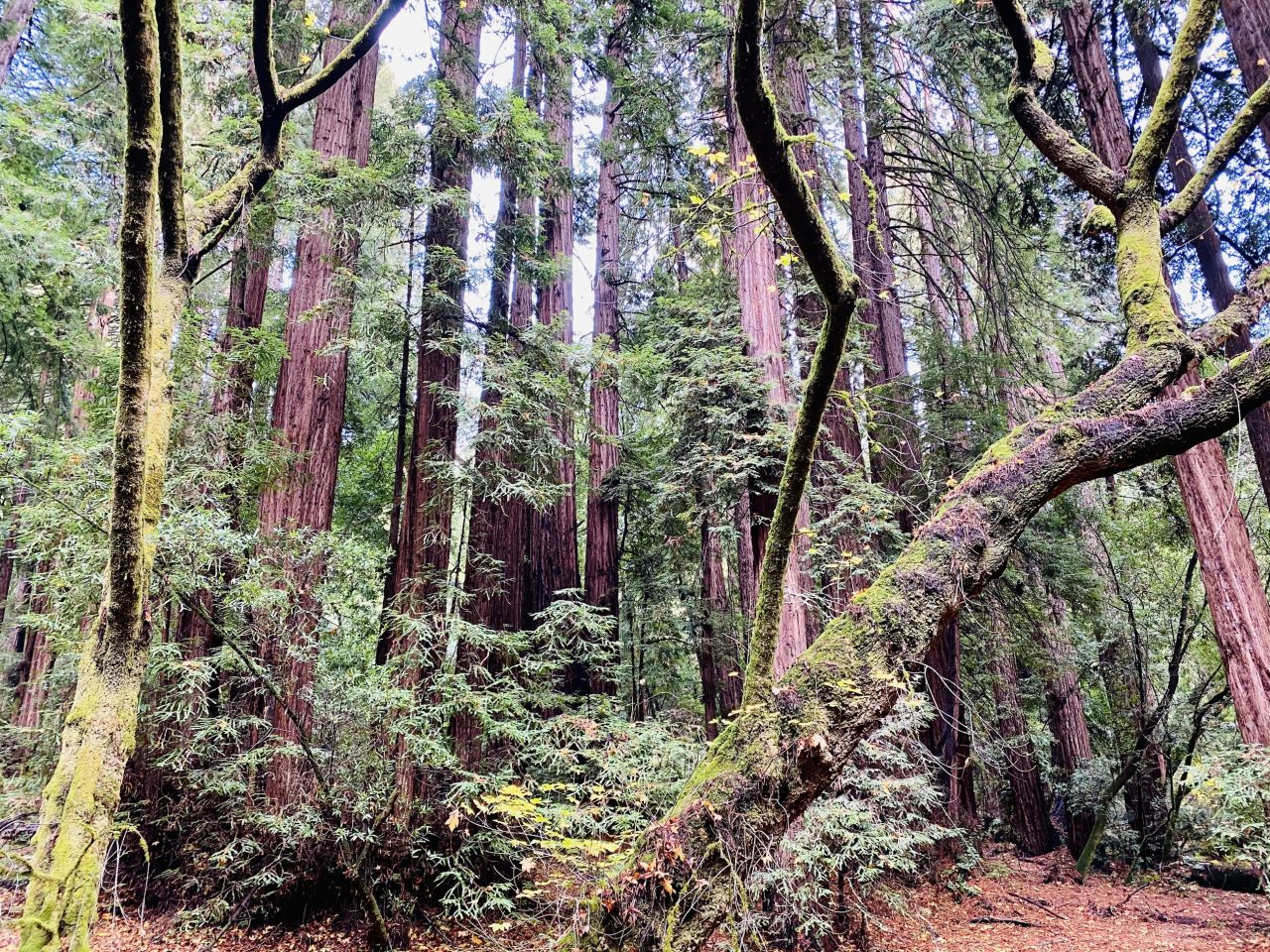 Tall redwoods in a grove, one mossy trunk leaning across the others