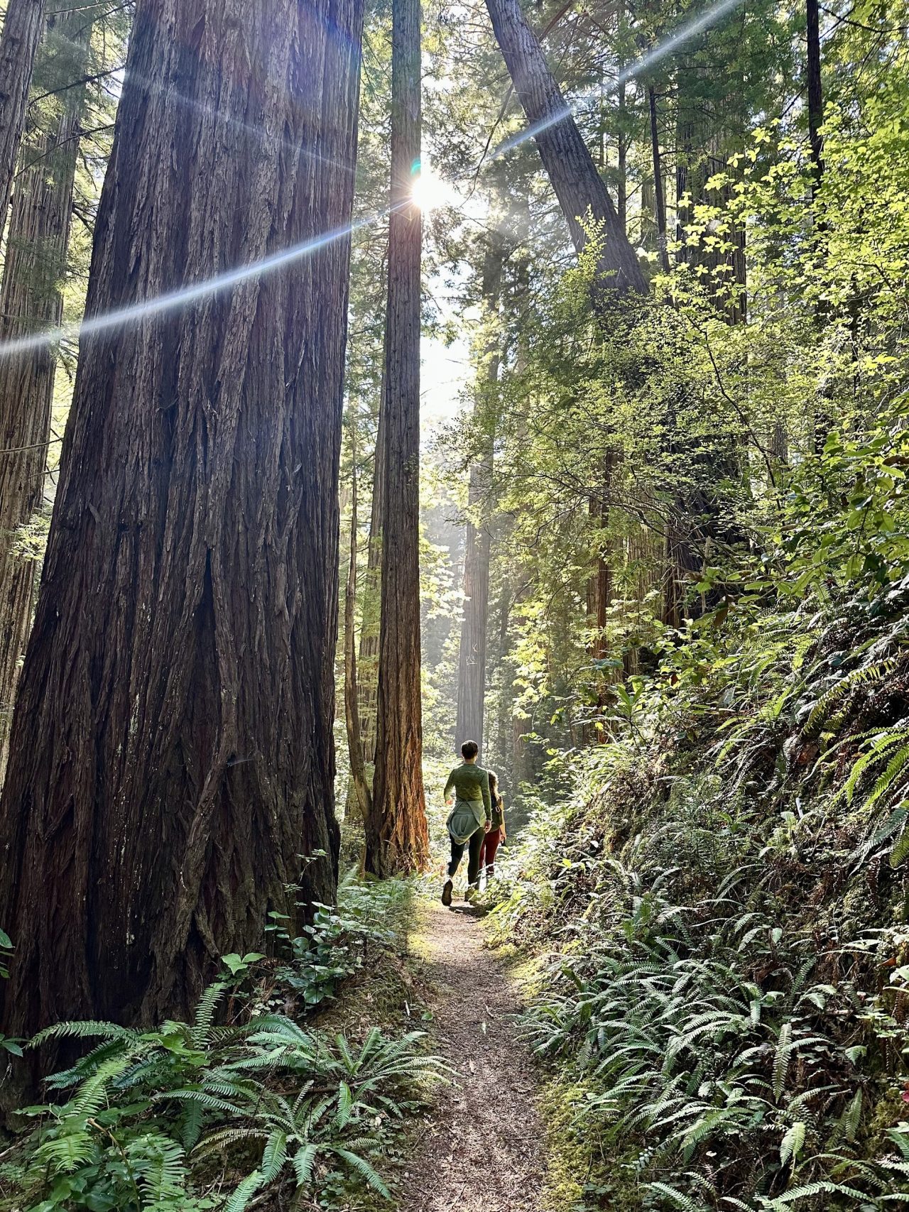 A narrow path between redwoods with sunlight breaking through