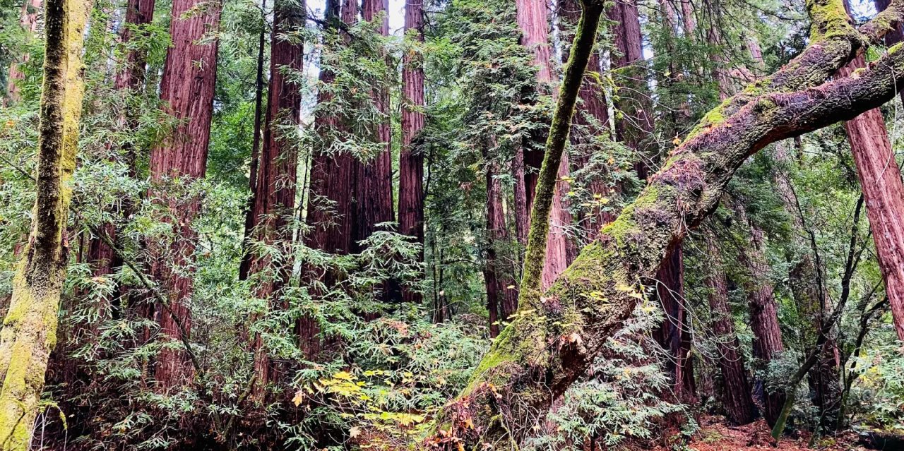 Tall redwood trunks and a moss-covered fallen branch in a dim coastal forest