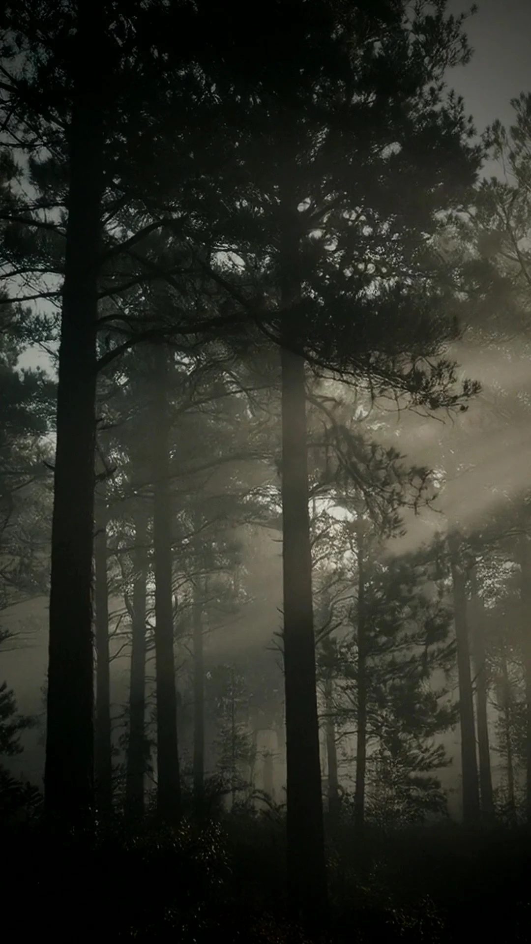 MM HERO forest rays web poster
