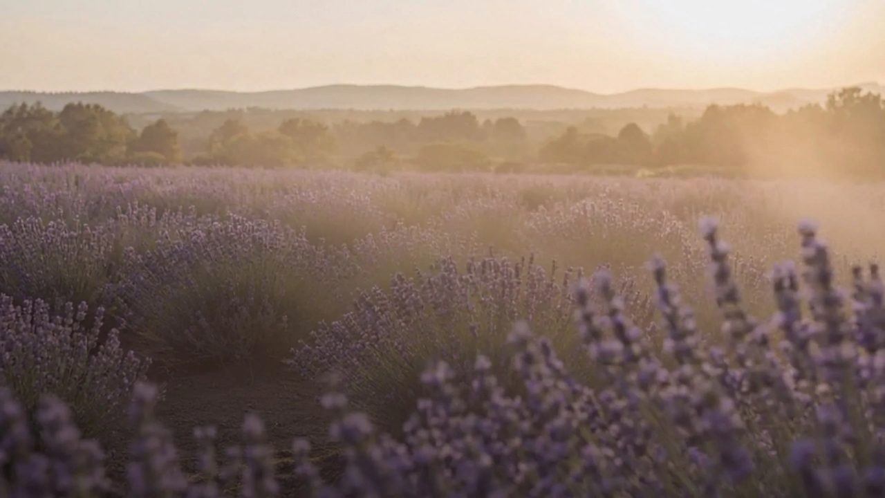 Lavender field in golden evening light, hills in the distance
