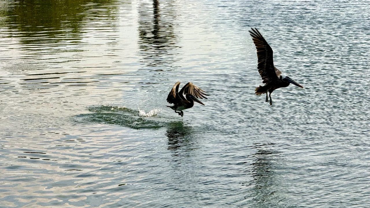 Pelicans on still water